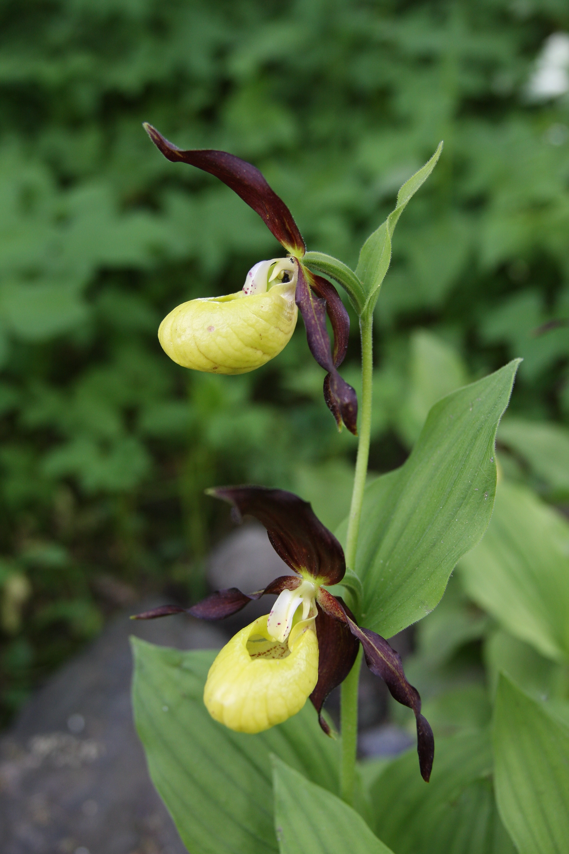 Cypripedium calceolus